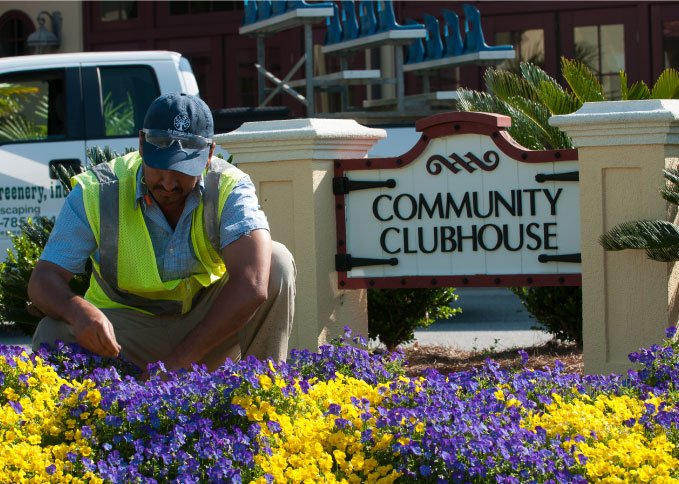 The Greenery Savannah